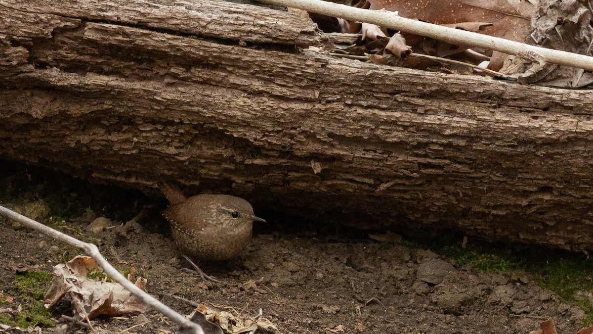 Winter Wren - ML428913451