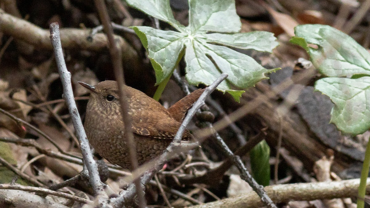 Winter Wren - ML428913521