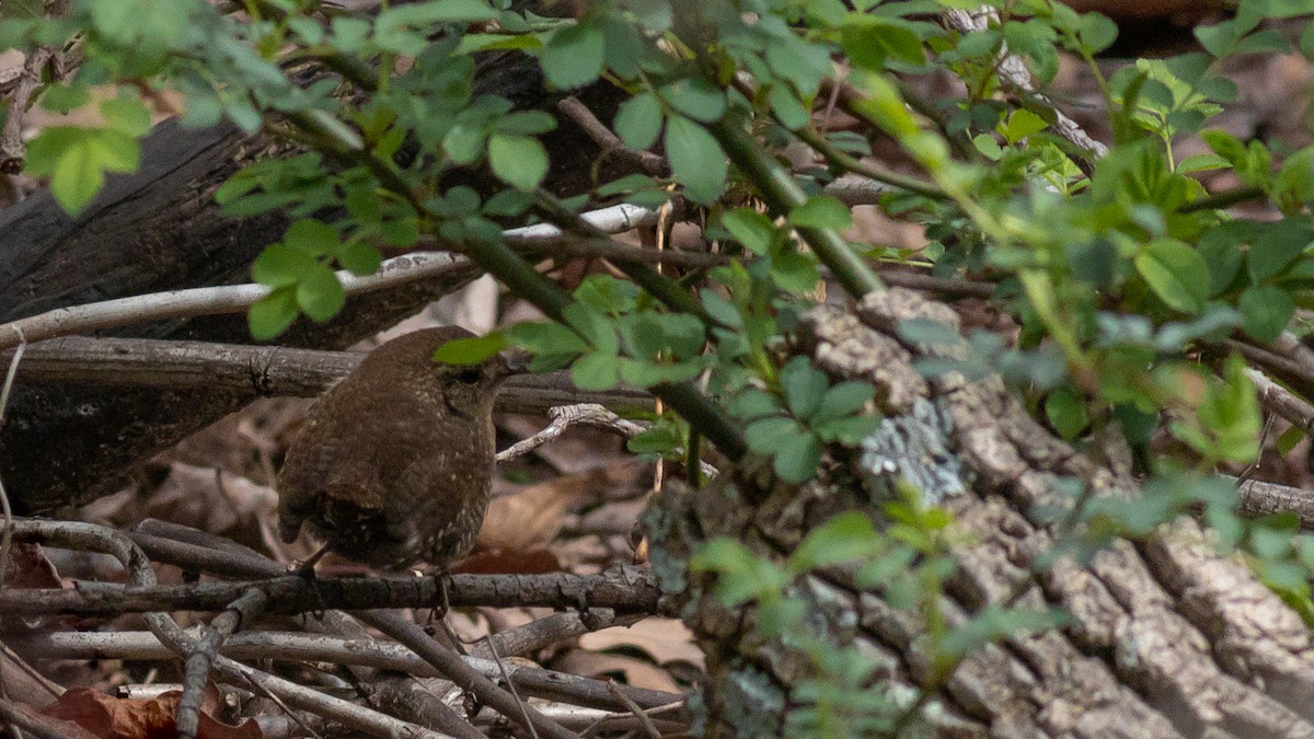 Winter Wren - ML428913571