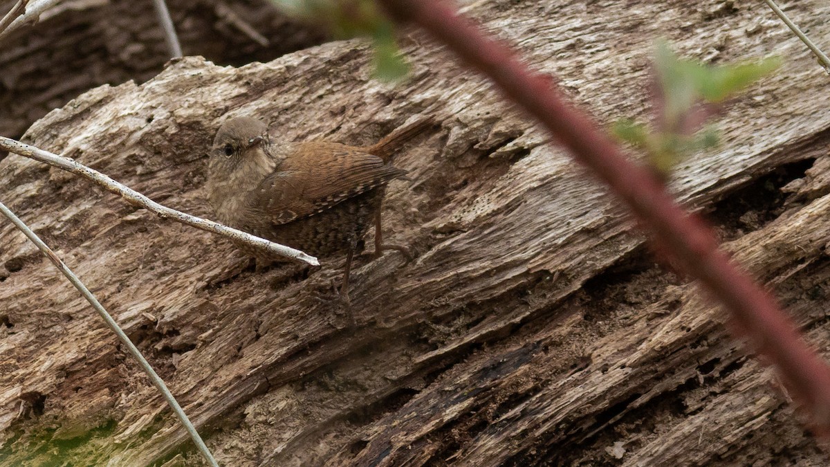 Winter Wren - Todd Kiraly