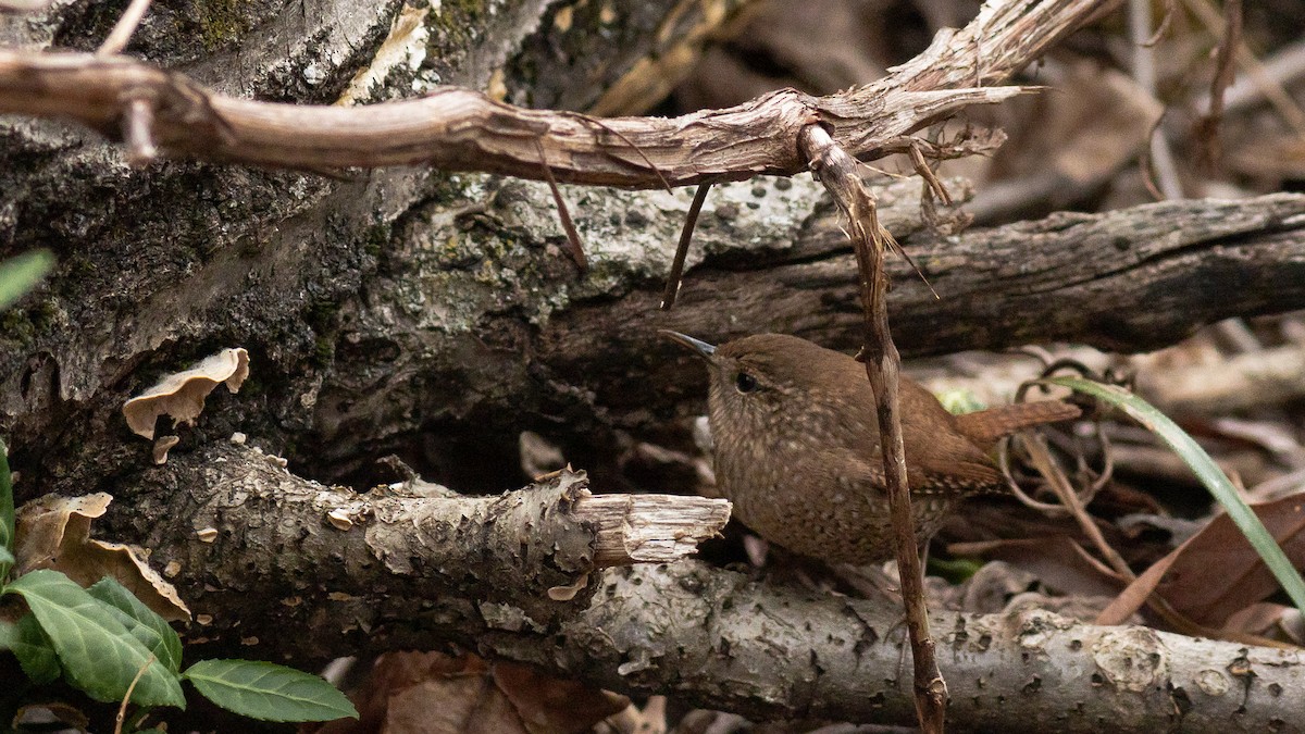 Winter Wren - ML428913601