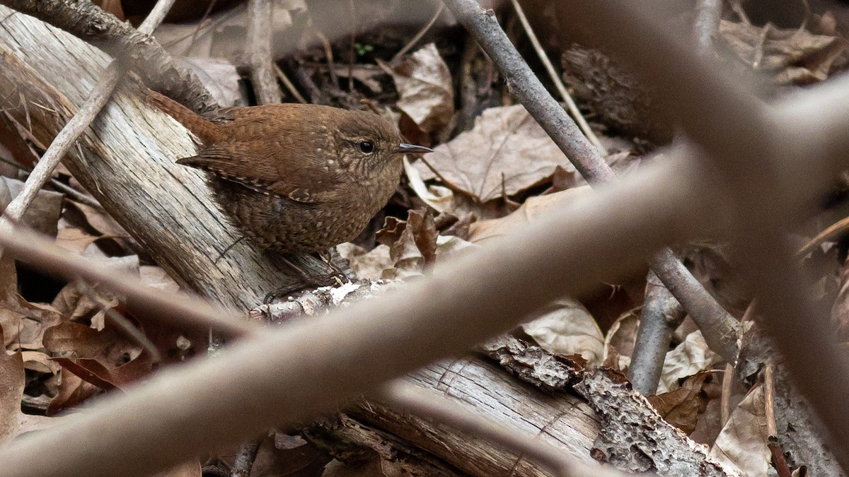 Winter Wren - ML428913621