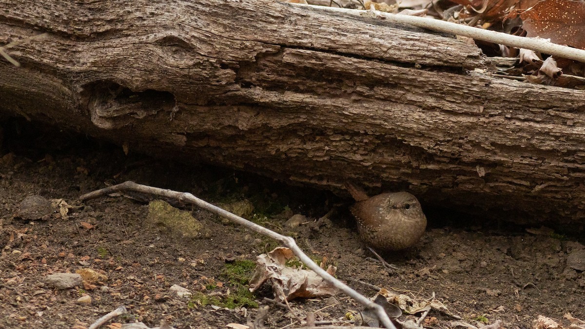 Troglodyte des forêts - ML428913681