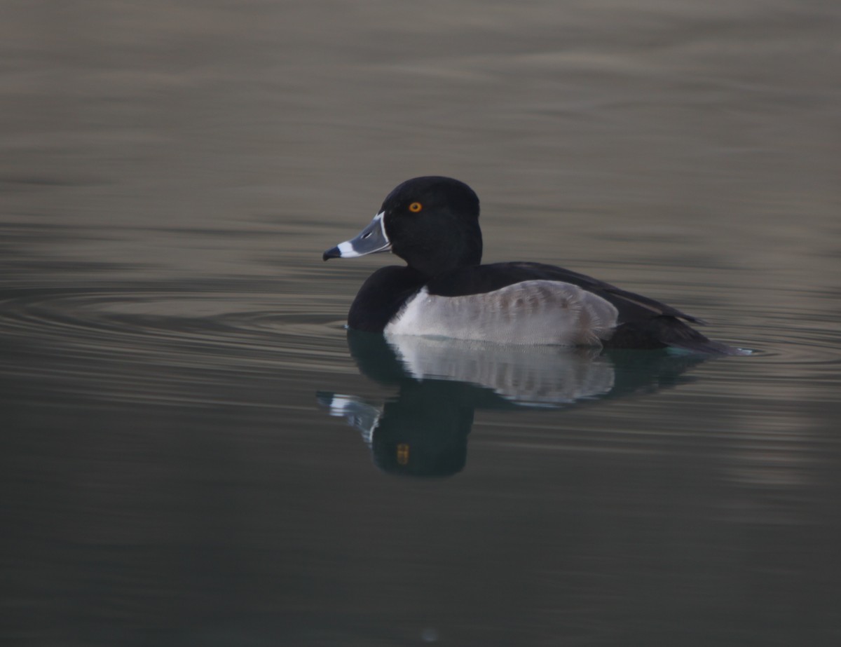 Ring-necked Duck - ML42891631