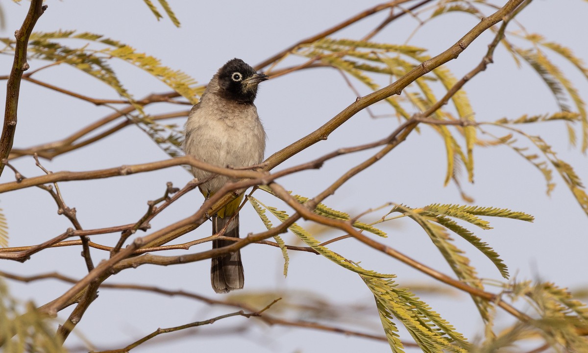 White-spectacled Bulbul - Paul Fenwick