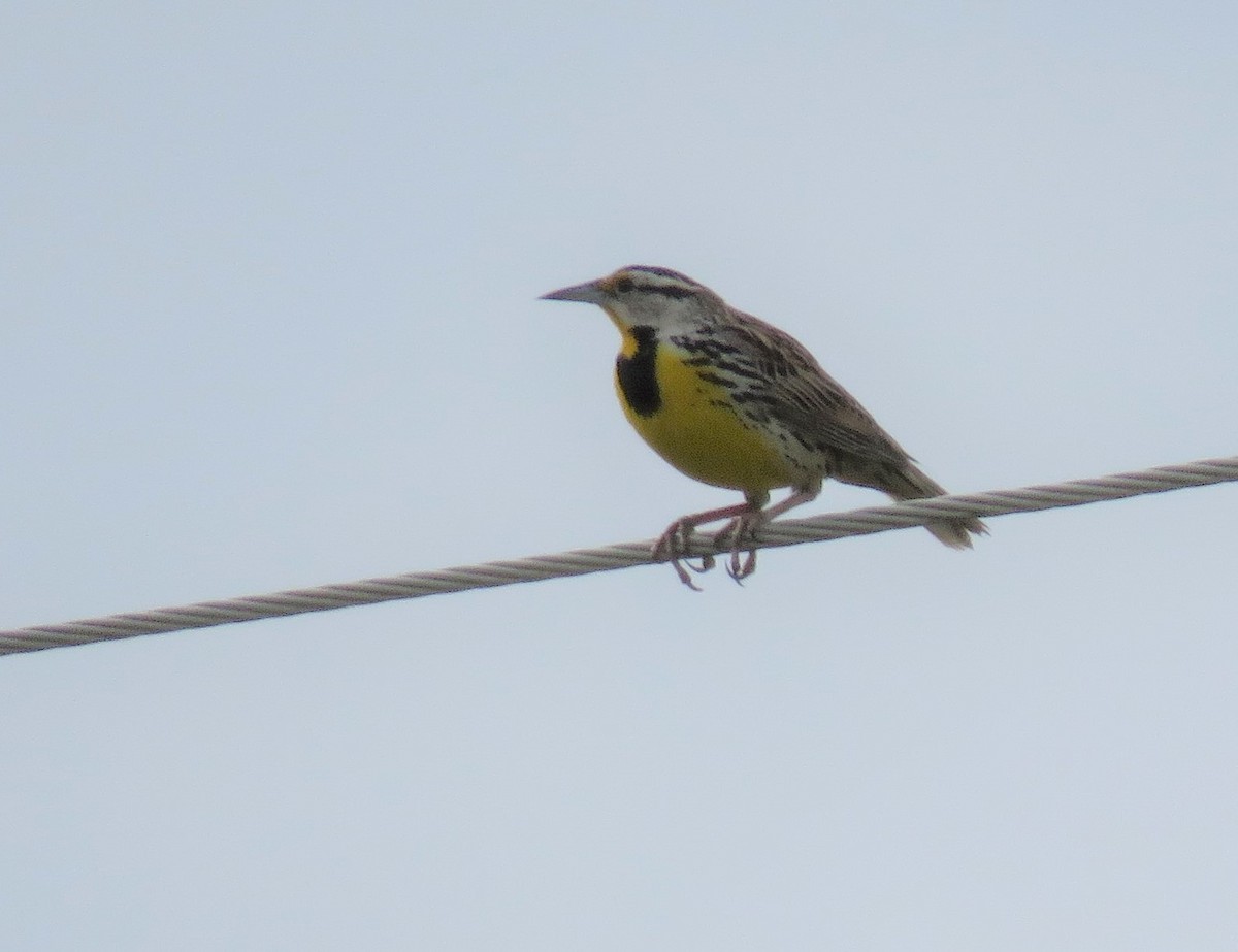 Eastern Meadowlark - ML428917831