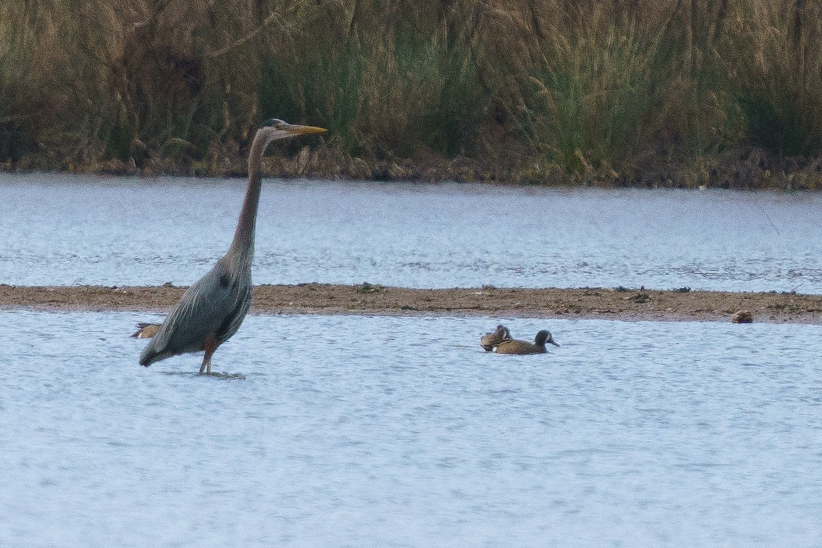 Blue-winged Teal - ML428920641