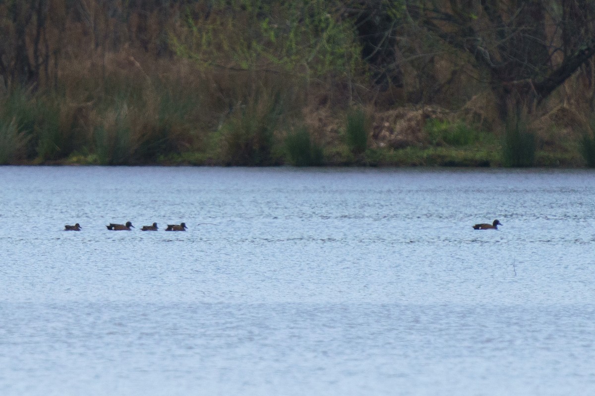 Blue-winged Teal - ML428920751