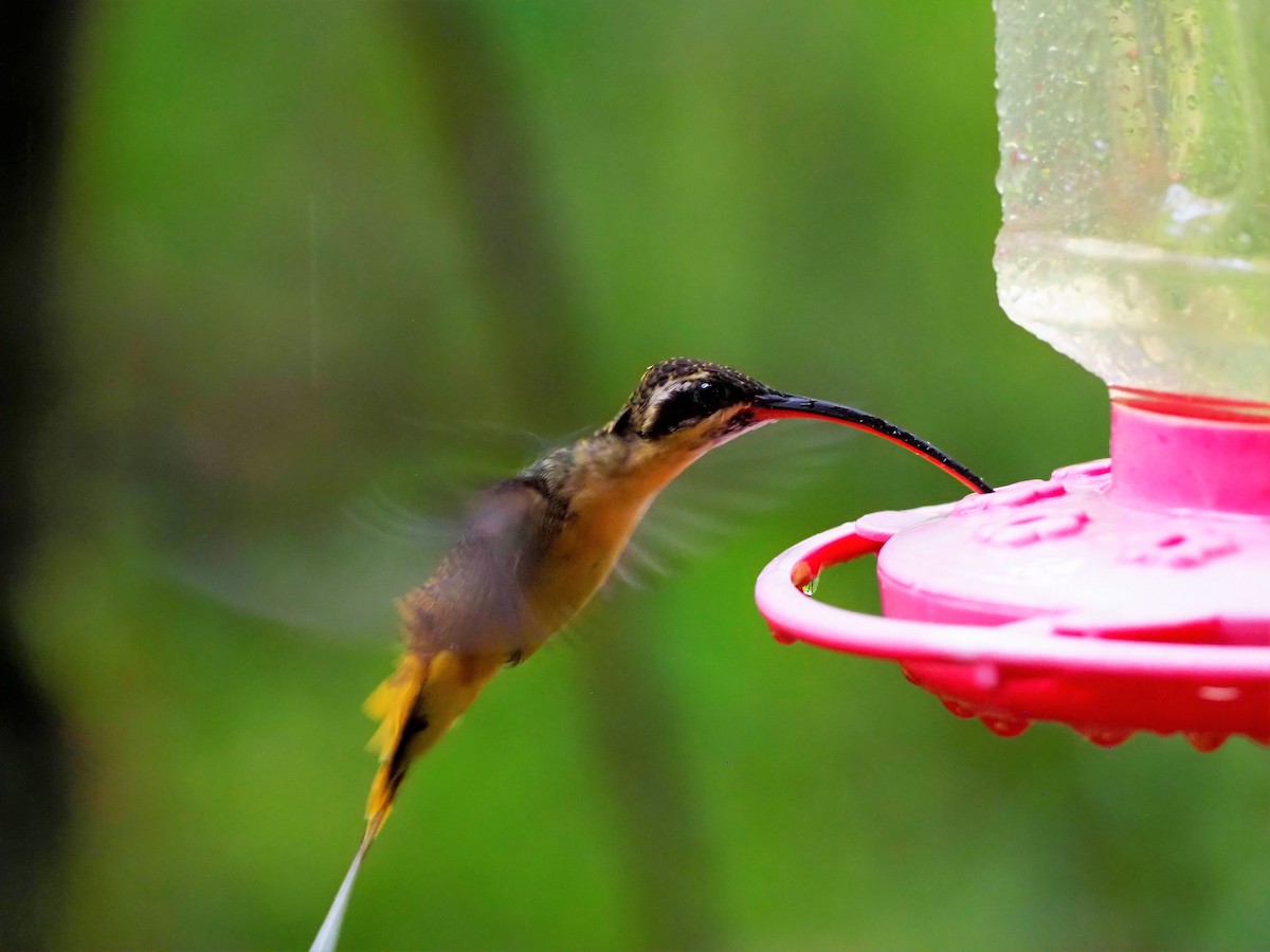 kolibřík dlouhoocasý - ML428921491