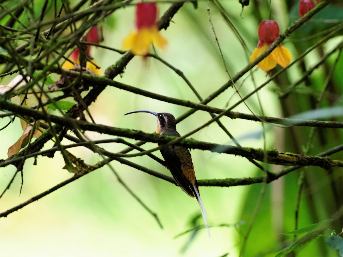 kolibřík dlouhoocasý - ML428921551