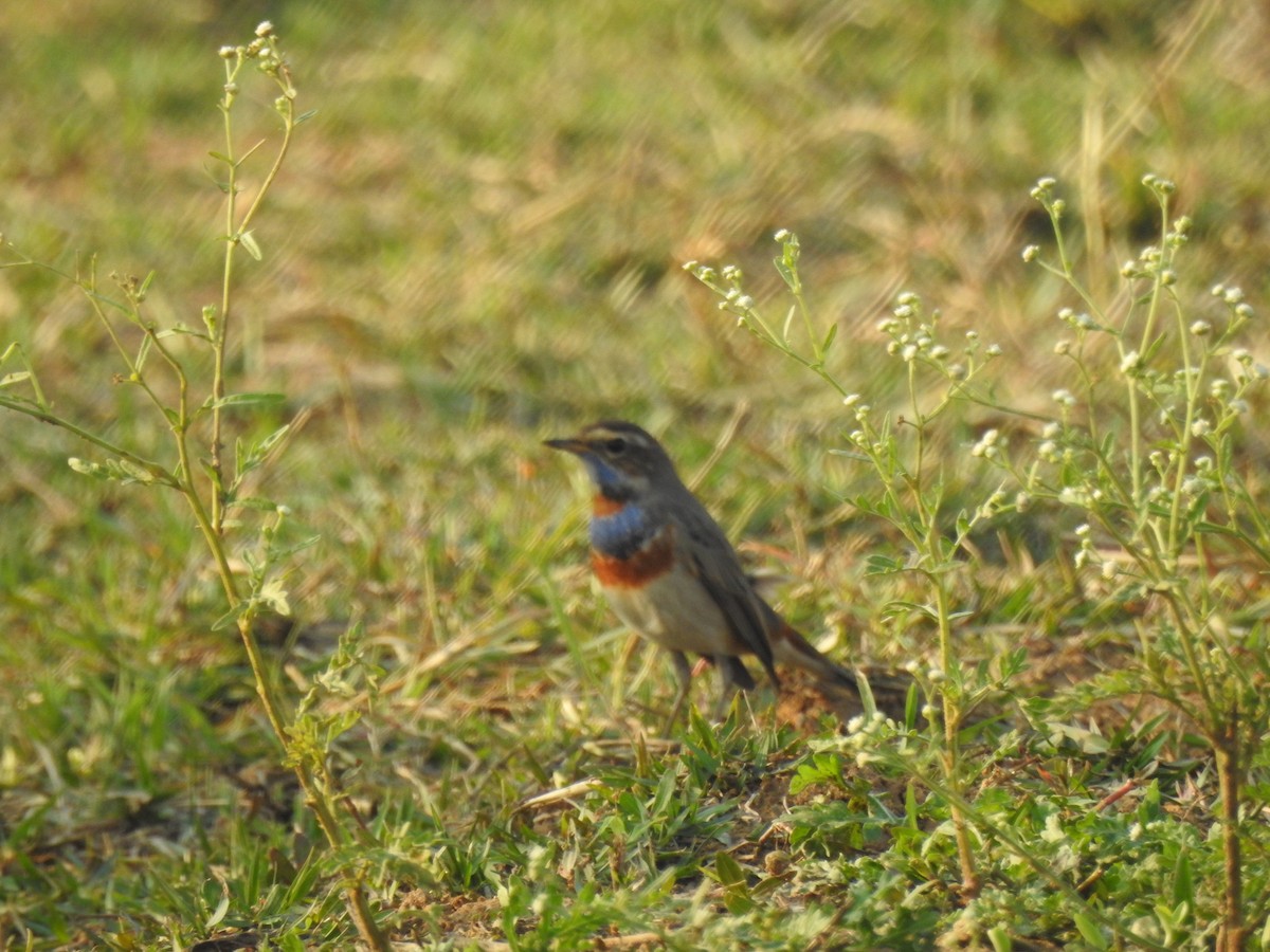 Bluethroat - Vinay Prakatoor
