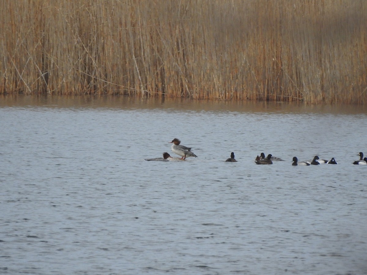 Common Merganser - ML428923171