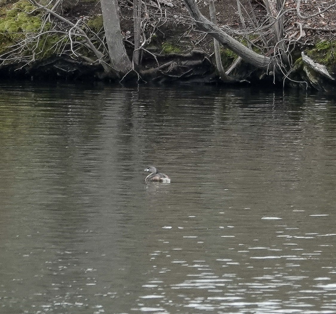 Pied-billed Grebe - ML428924131