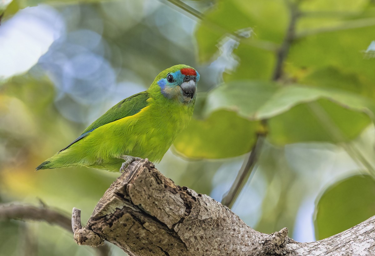 Double-eyed Fig-Parrot - ML428925301