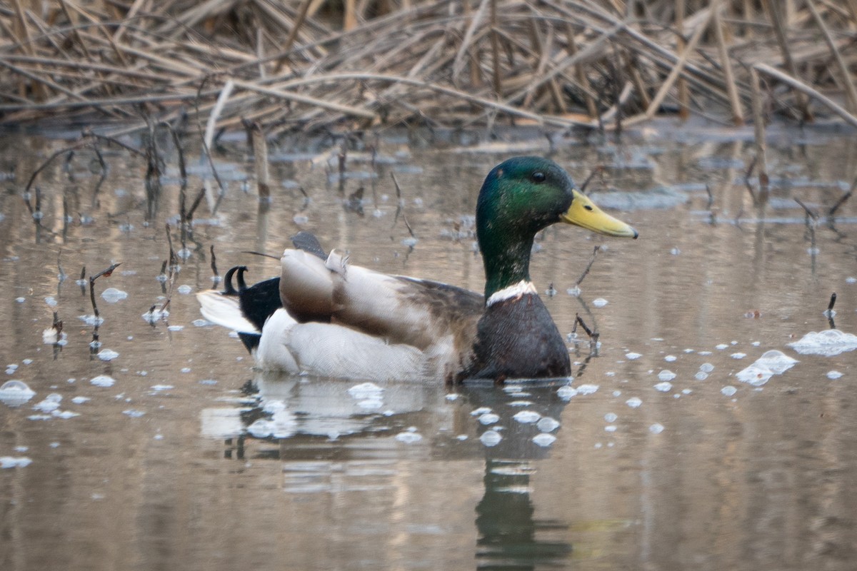 Зэрлэг нугас - ML428926001