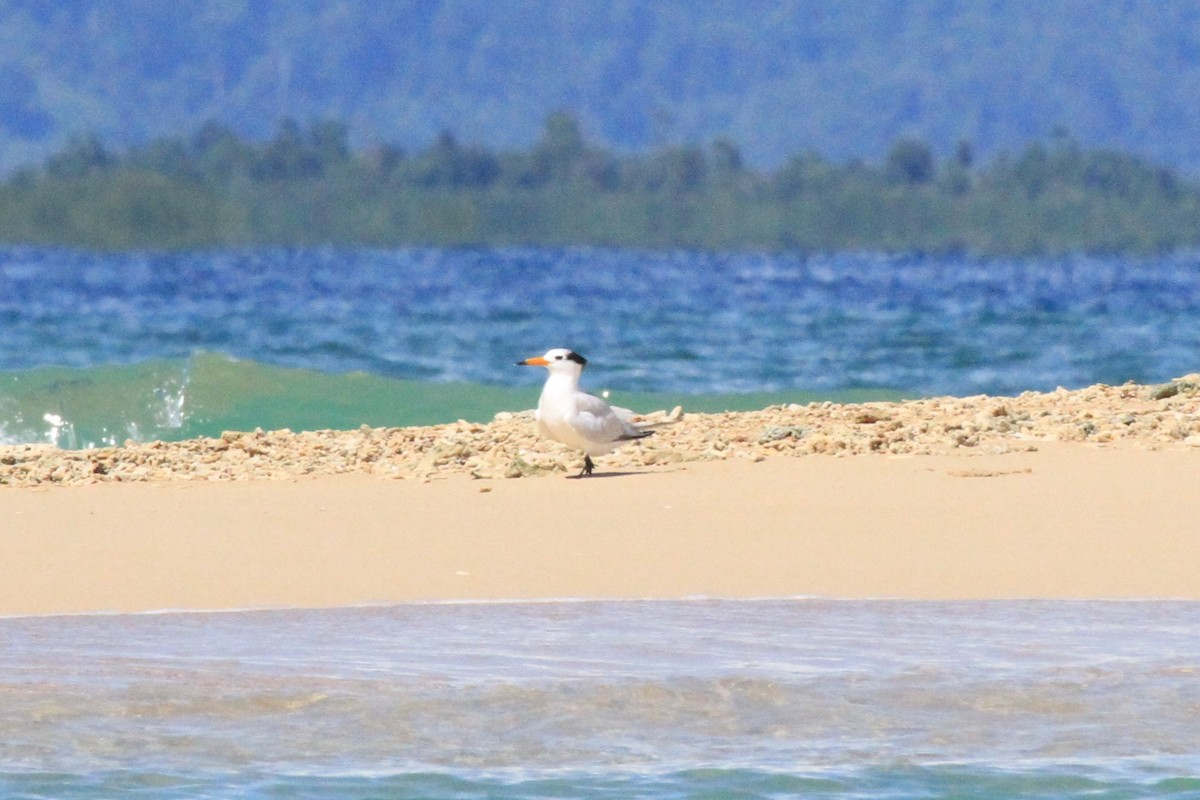 Chinese Crested Tern - ML42892791