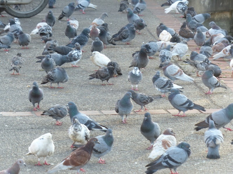 Rock Pigeon (Feral Pigeon) - ML42892841
