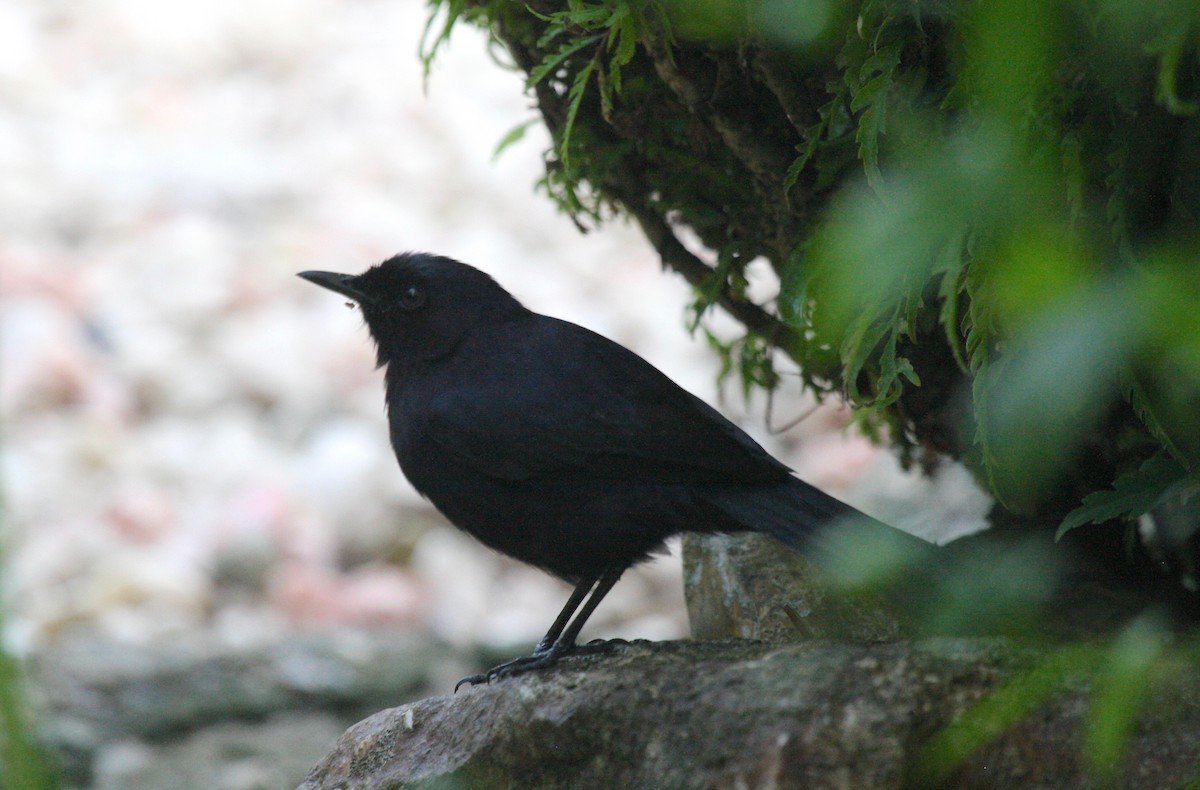 Black Catbird - W. Robert Shade III