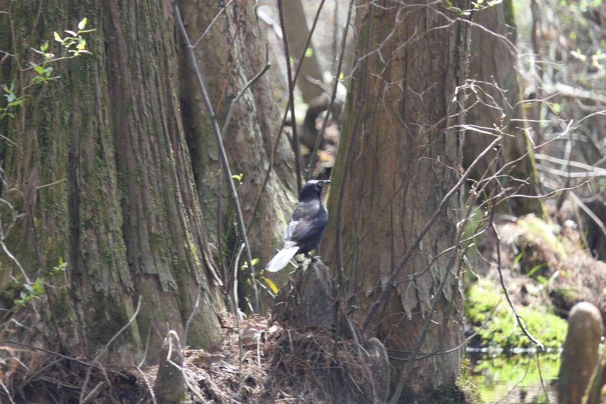 Common Grackle - ML428930171