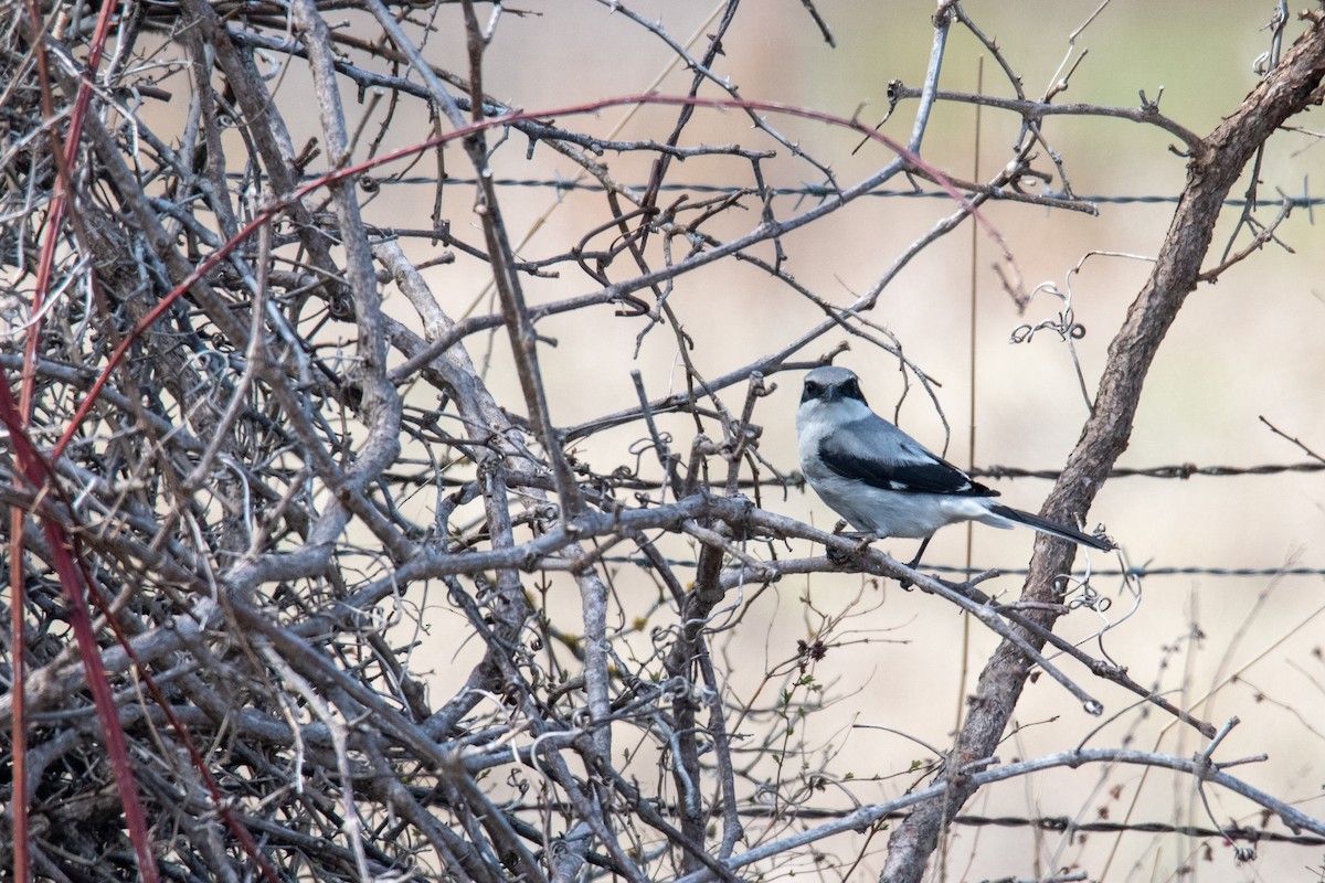 Pie-grièche migratrice - ML428931481