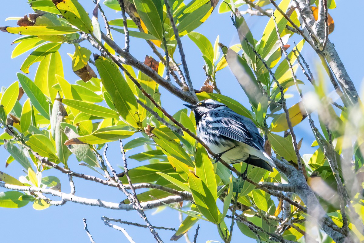 Black-throated Gray Warbler - ML428931811