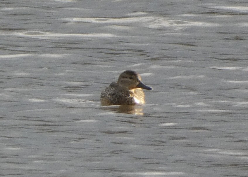 Green-winged Teal - ML428932061