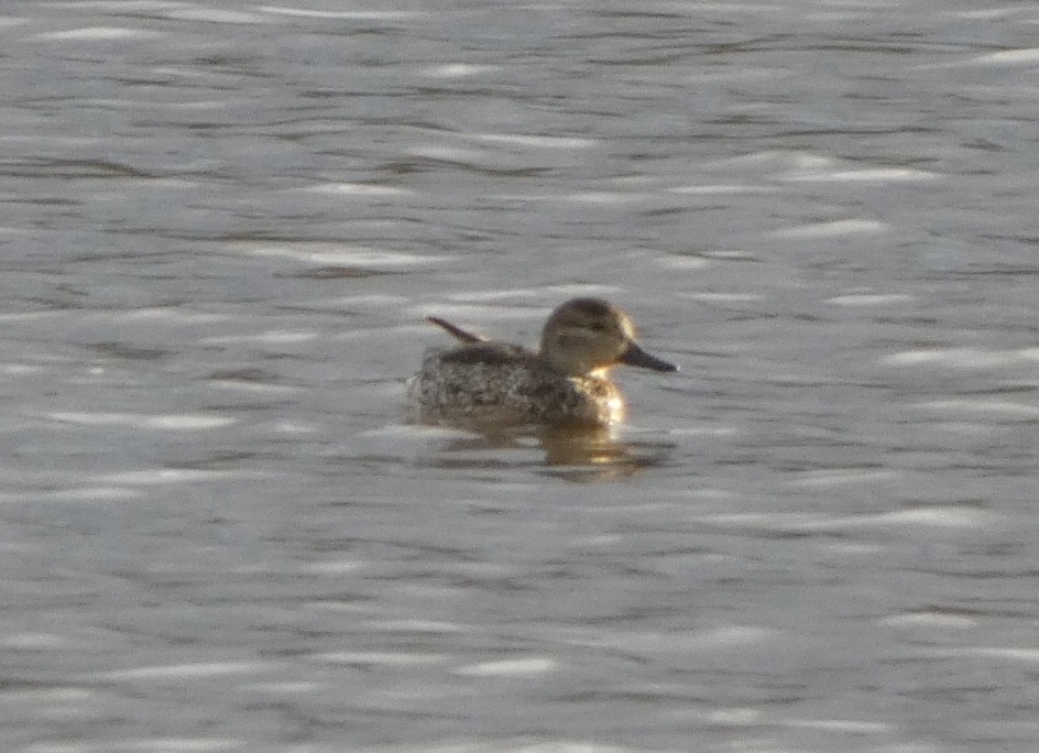 Green-winged Teal - ML428932071