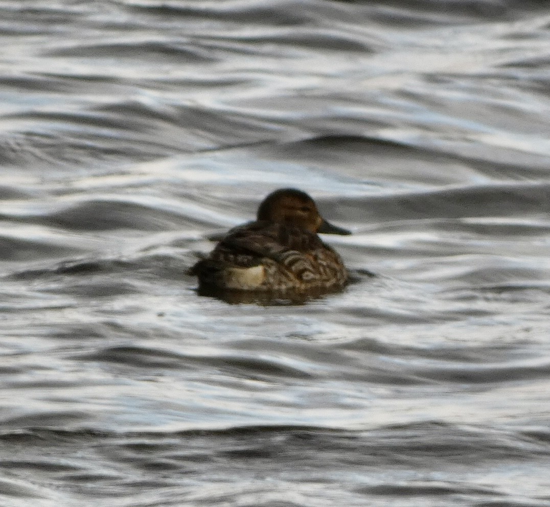 Green-winged Teal - ML428932101