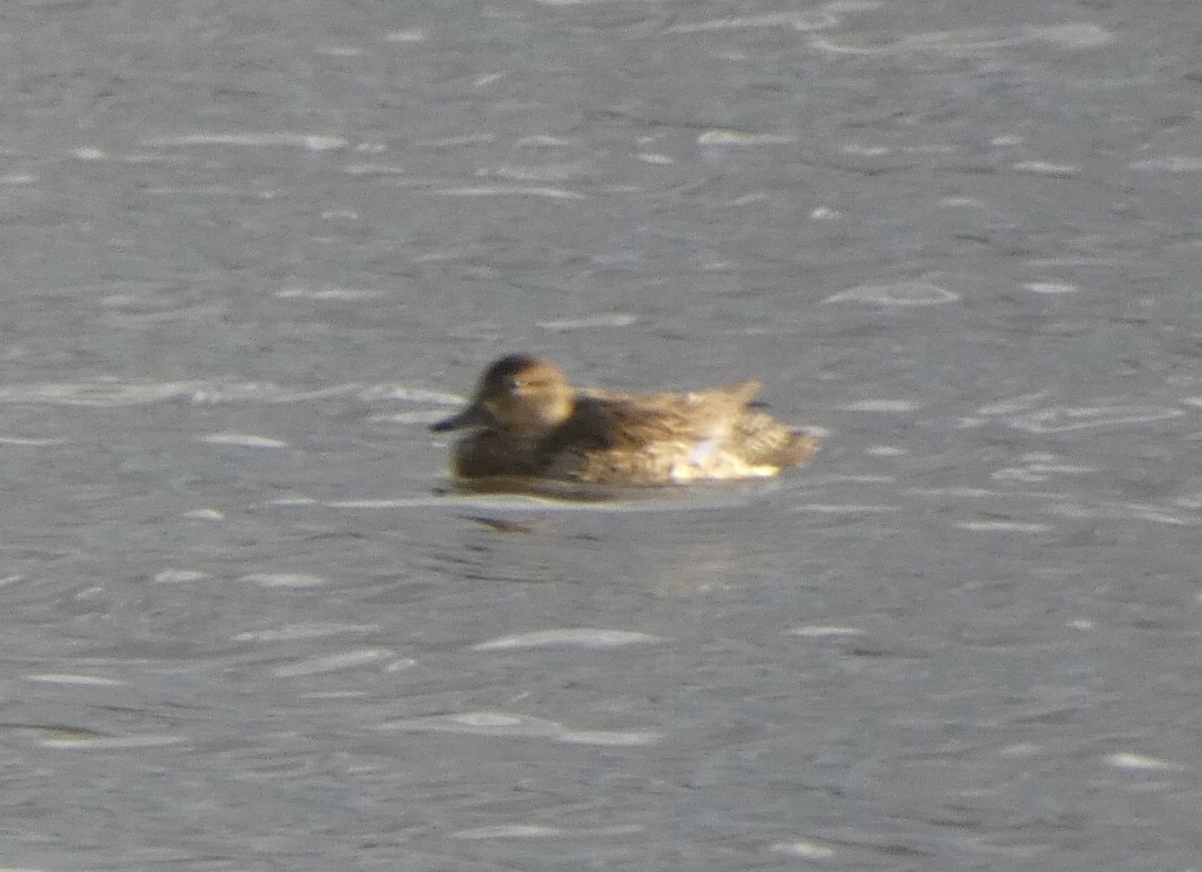 Green-winged Teal - ML428932111