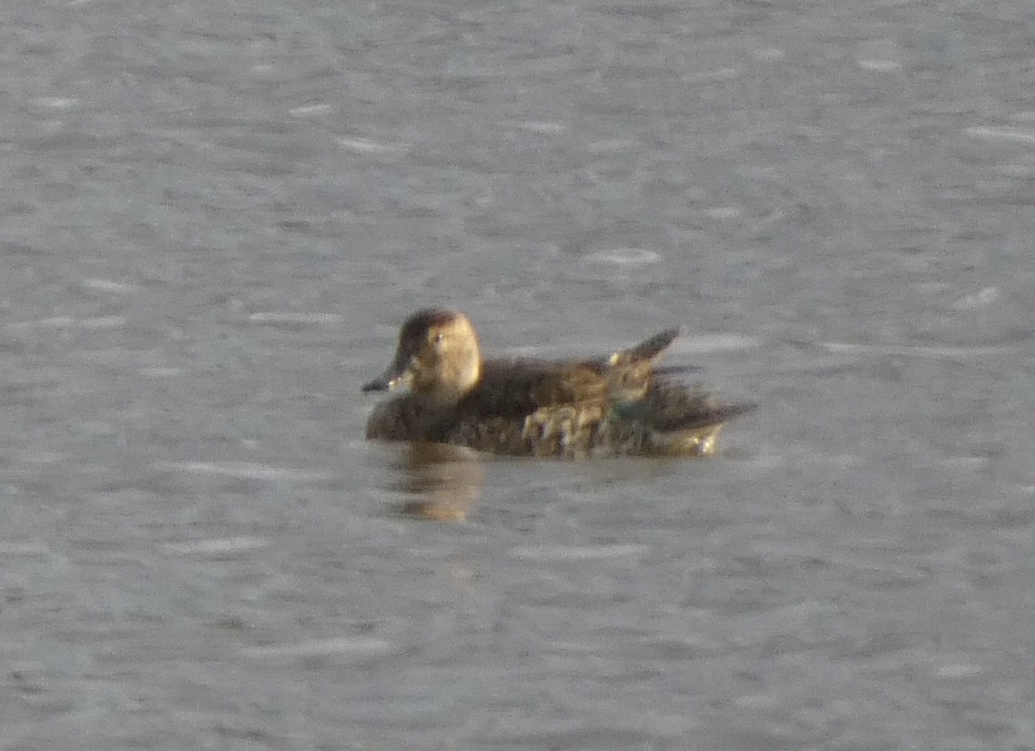 Green-winged Teal - ML428932161