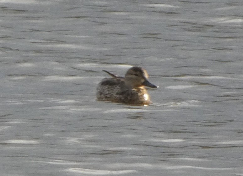 Green-winged Teal - ML428932171