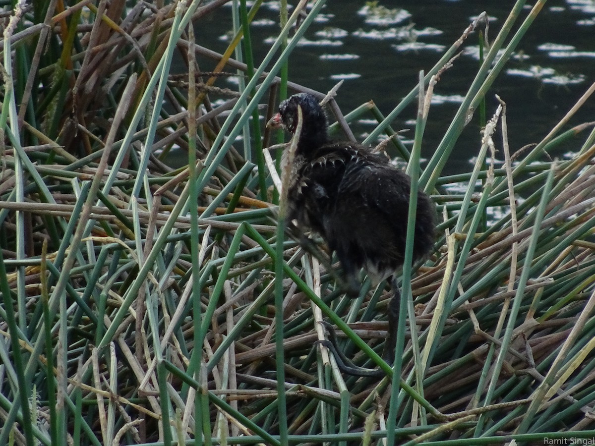 Gallinule poule-d'eau - ML42893231