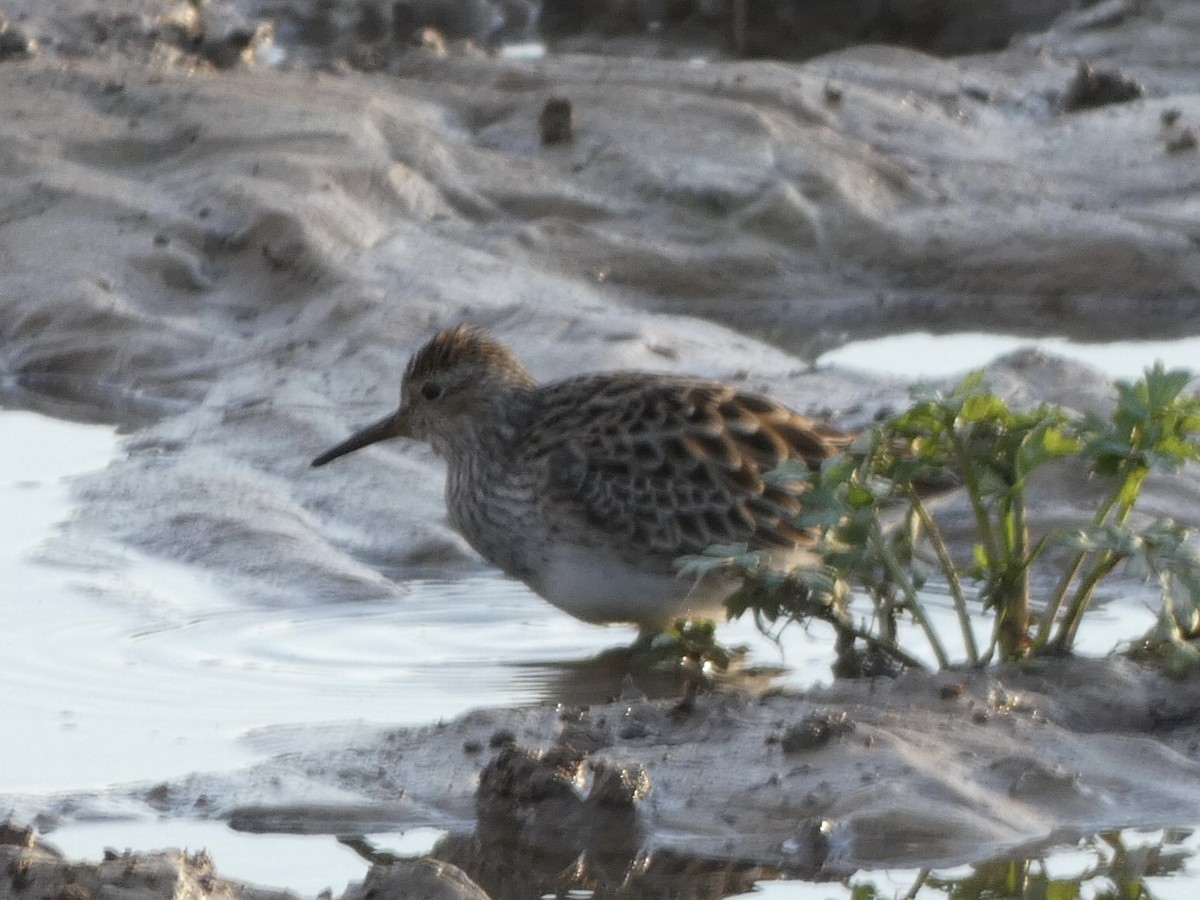 Pectoral Sandpiper - ML428932481