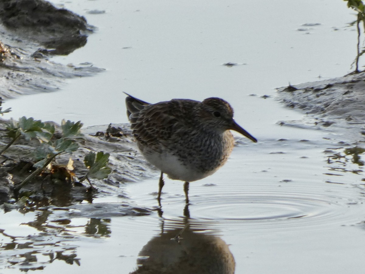 Pectoral Sandpiper - ML428932491