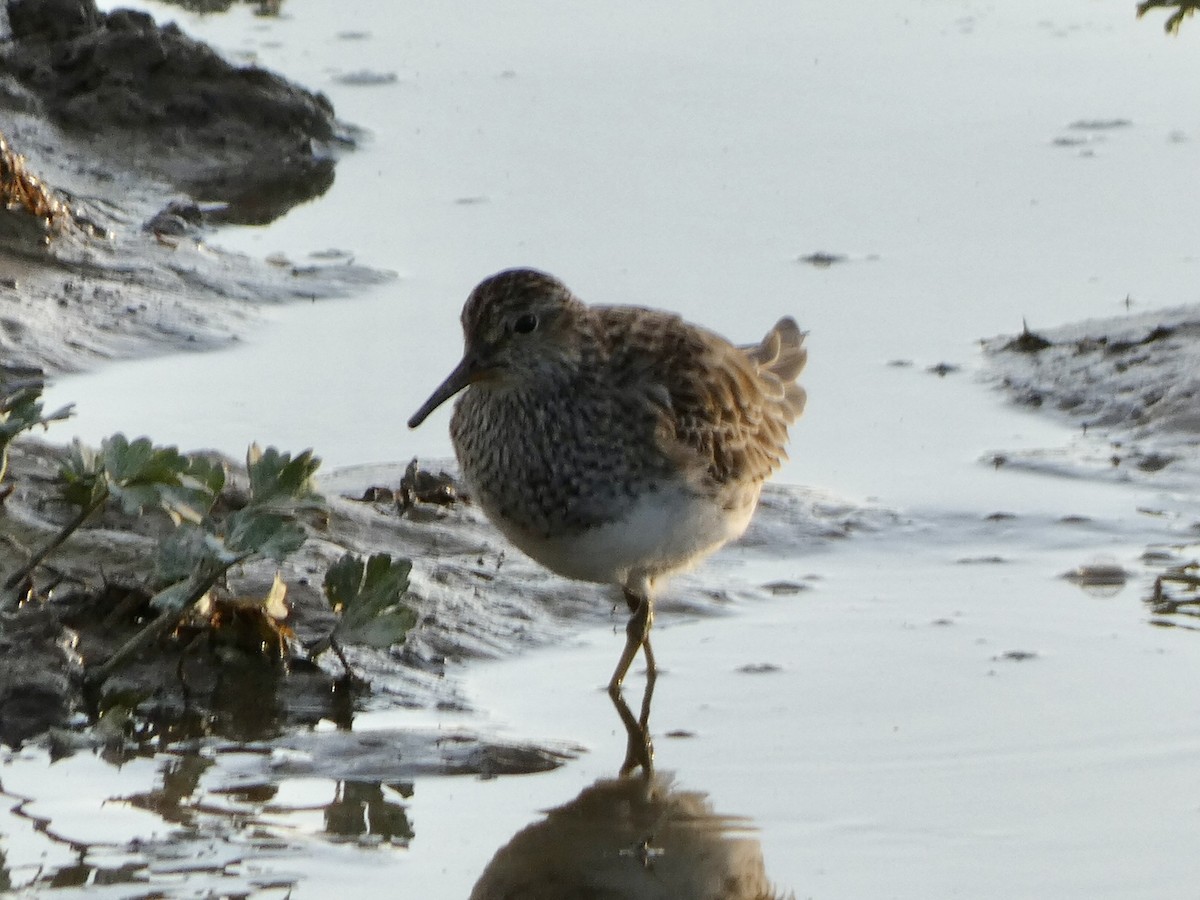 Pectoral Sandpiper - ML428932501