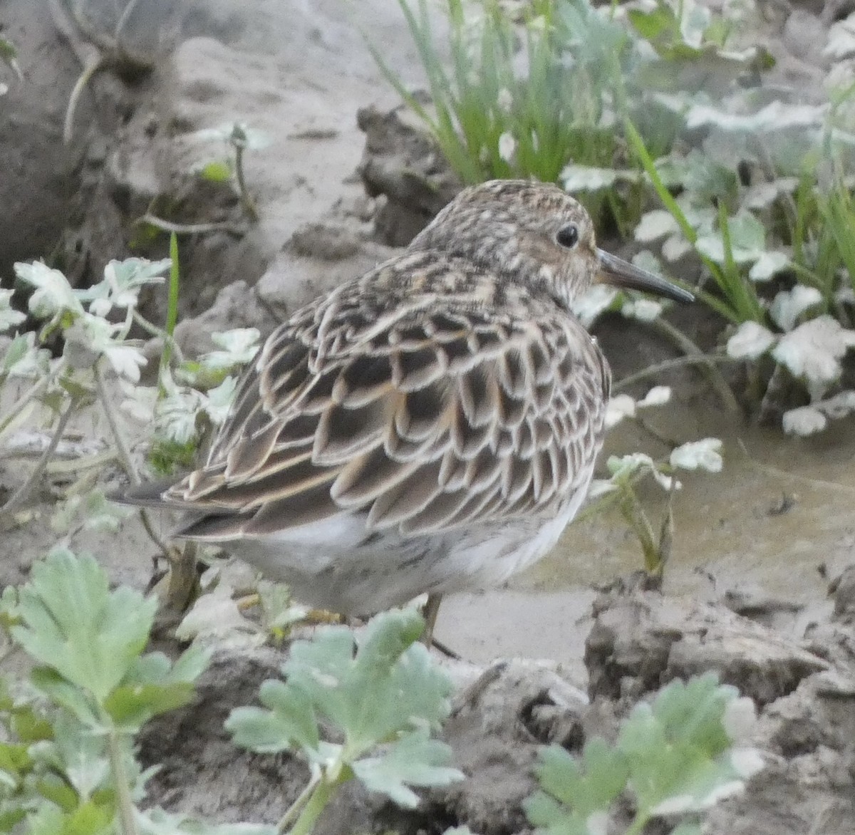 Pectoral Sandpiper - ML428932621