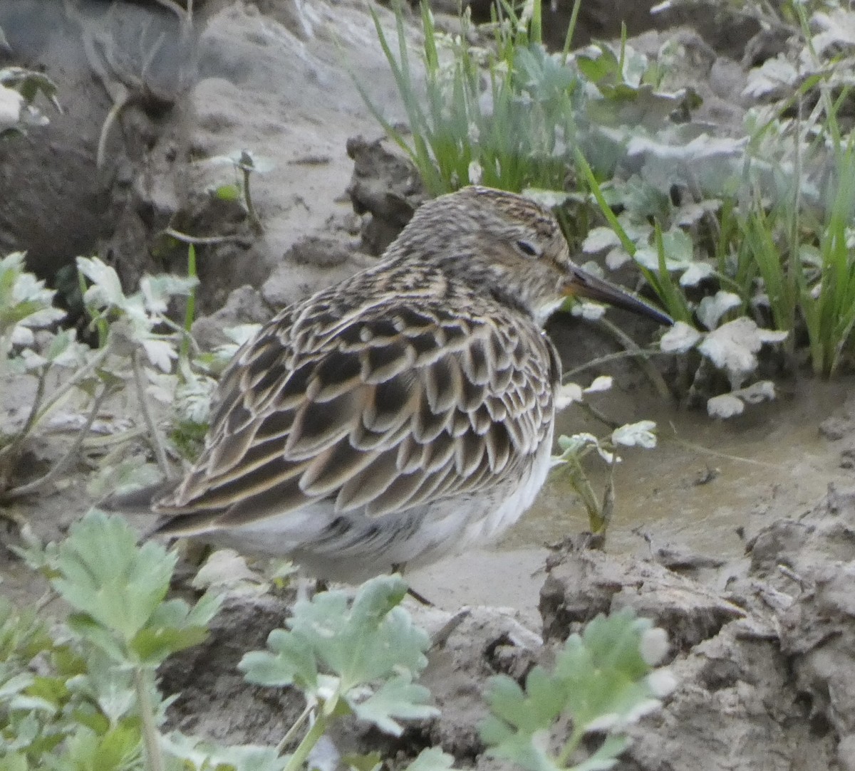 Pectoral Sandpiper - Noah Rokoske