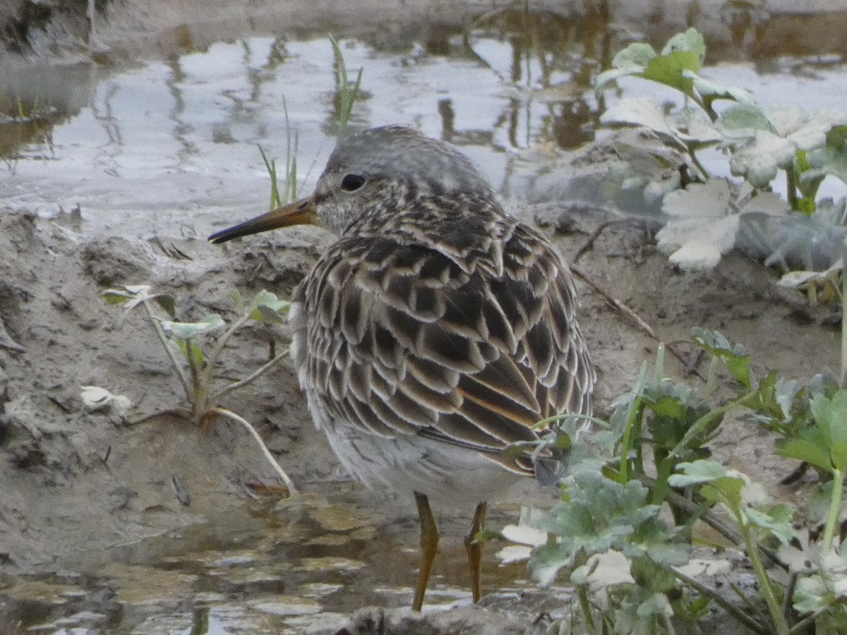 Pectoral Sandpiper - Noah Rokoske