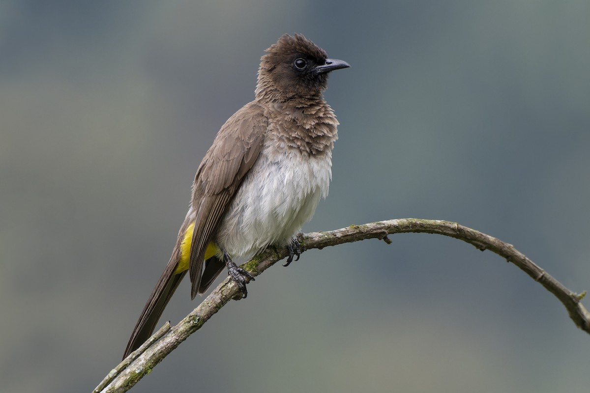 Common Bulbul - Jeff Maw