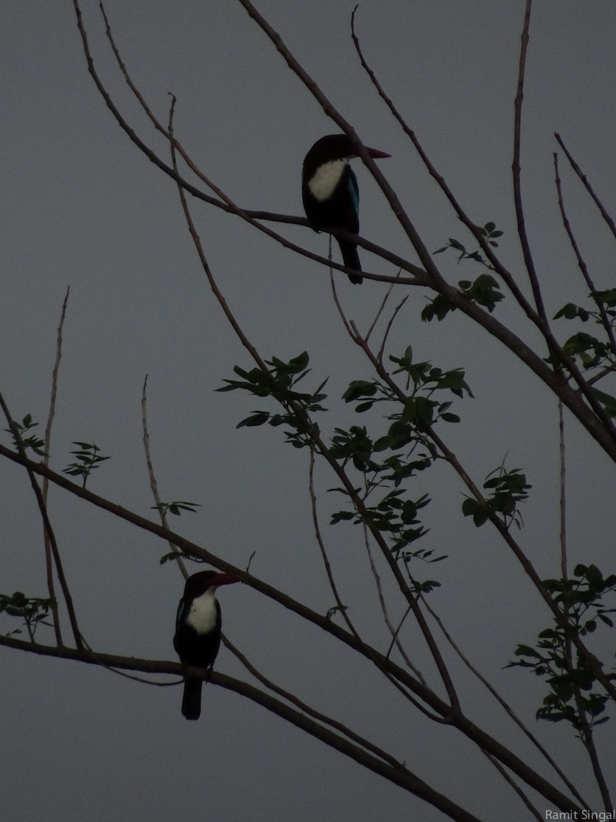 White-throated Kingfisher - ML42893321