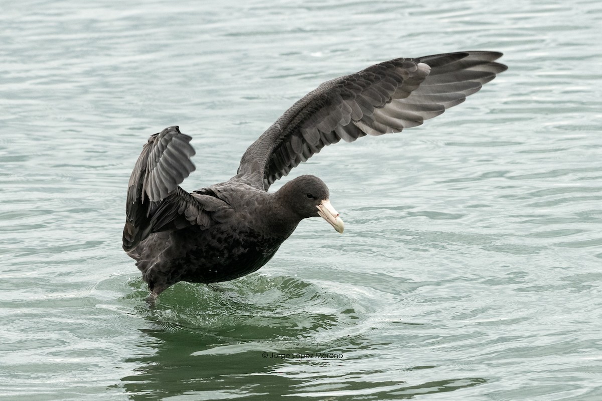 Southern Giant-Petrel - ML428933611