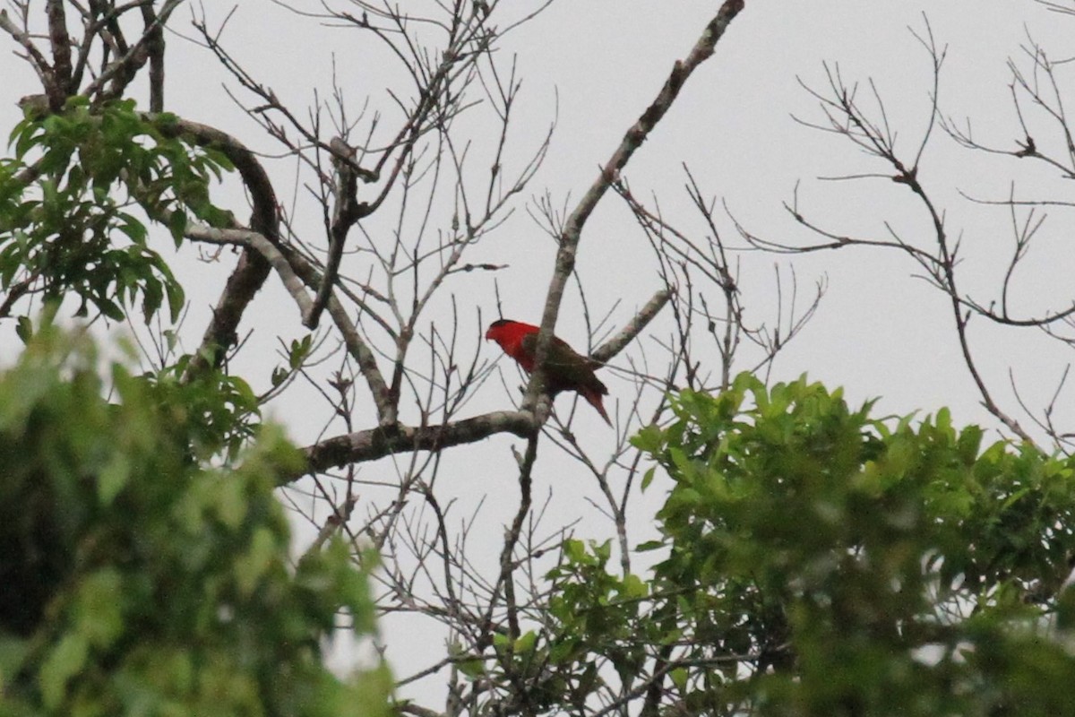 Purple-naped Lory - ML42893391