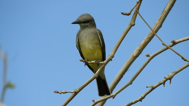 Western Kingbird - ML428934381