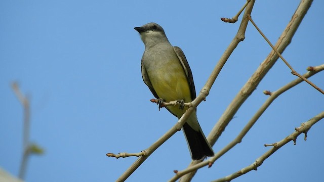 Western Kingbird - ML428934411