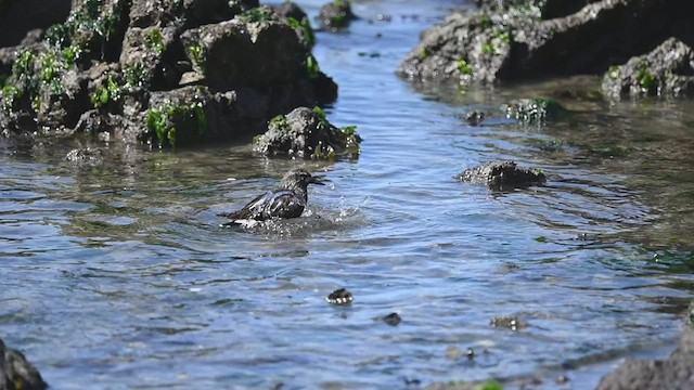 Black Turnstone - ML428935571