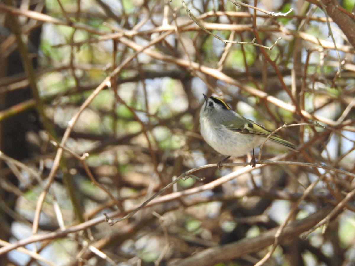 Golden-crowned Kinglet - ML428936021