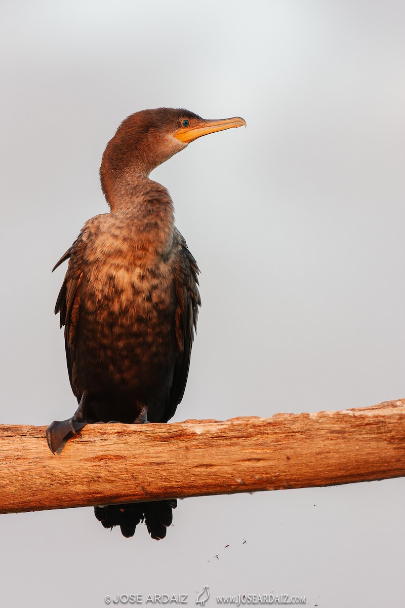 Neotropic Cormorant - ML428936521