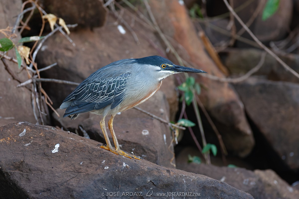 Héron strié (striata) - ML428936571