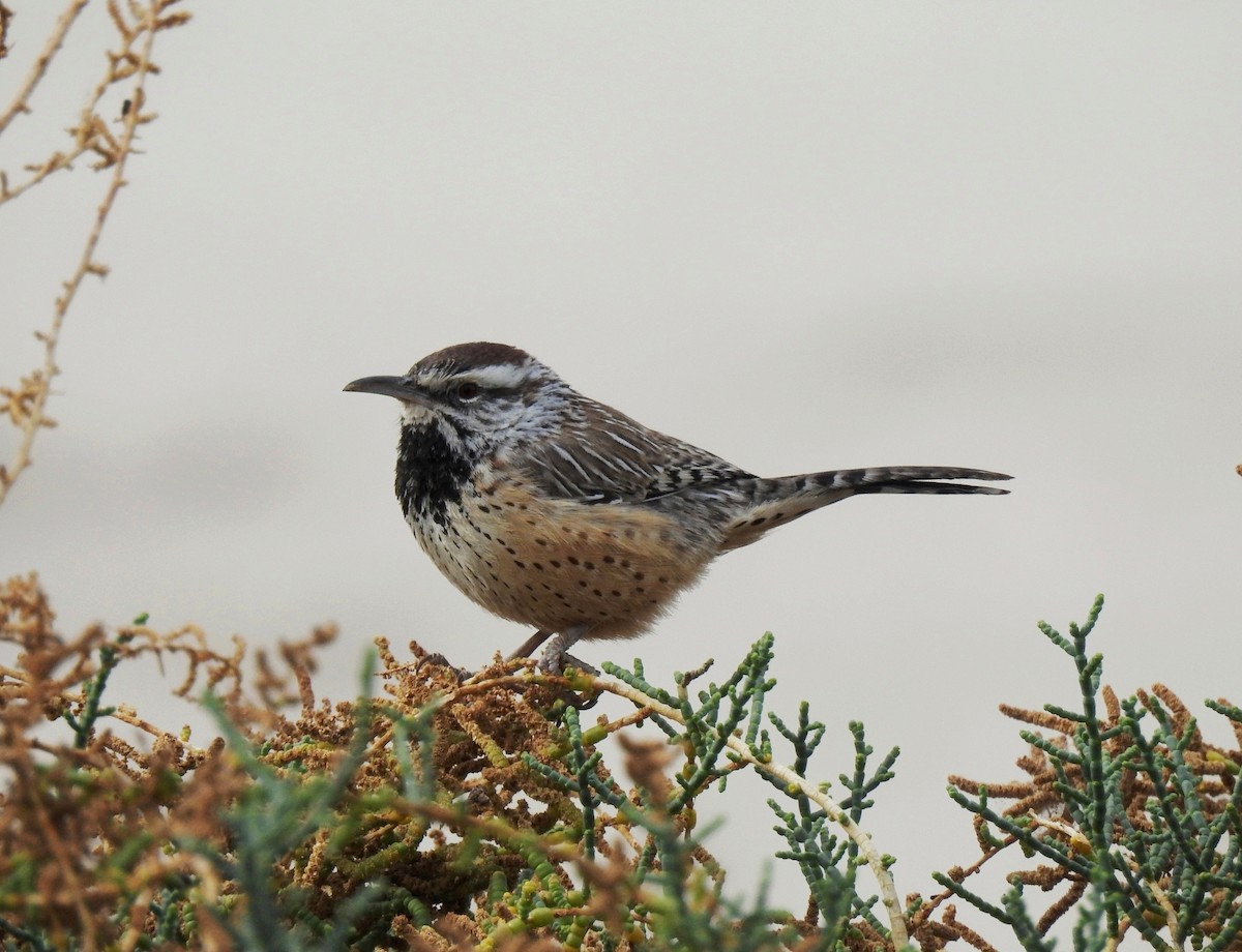 Cactus Wren - Sandra Blair