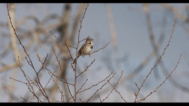 Song Sparrow (melodia/atlantica) - ML428938851